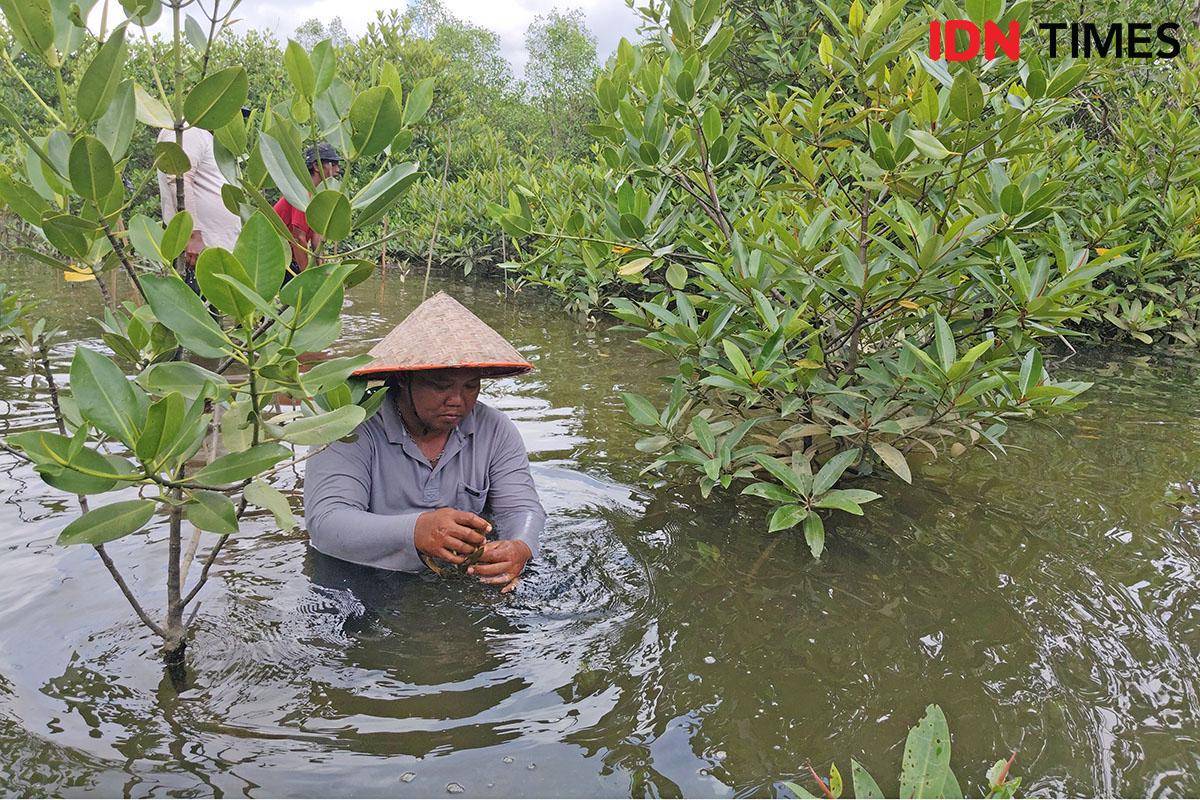 Demi Ekologi, Yakopi Gandeng Warga Jaga Mangrove Pasar Rawa