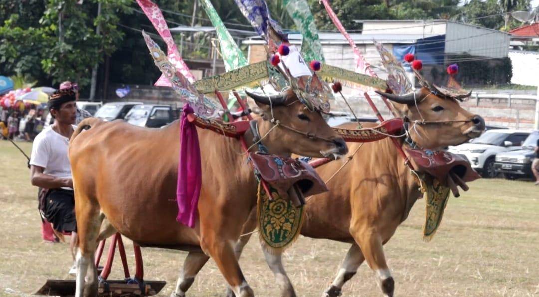 39_parade-sampi-gerumbungan-meriahkan-lovina-festival-2025-wujud-nyata-pelestarian-budaya-buleleng_07-18-52.jpg