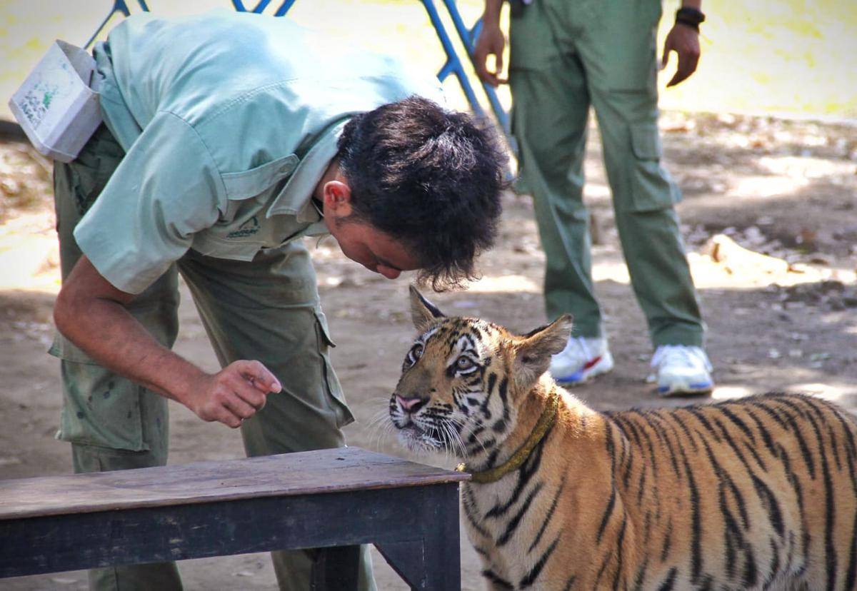 Pertunjukkan baby tiger di Solo Safari pada Minggu, (20/7). (Arika Khoiriya/IDN Times)