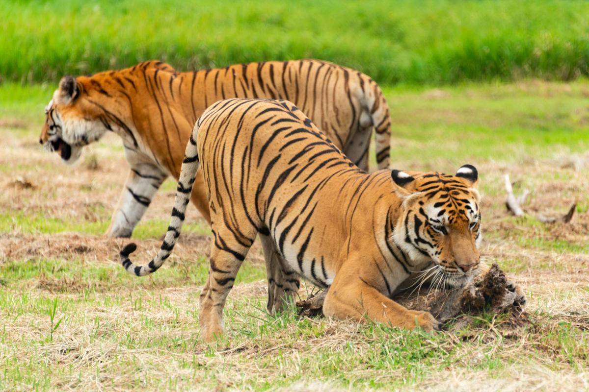 ilustrasi harimau berburu (pexels.com/Diego F. Parra)