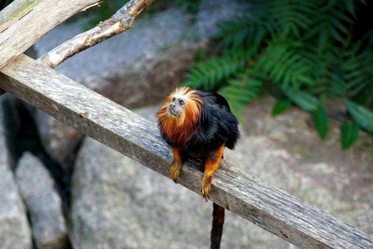 Golden-headed Lion Tamarin (pexels.com/patrice schoefolt)