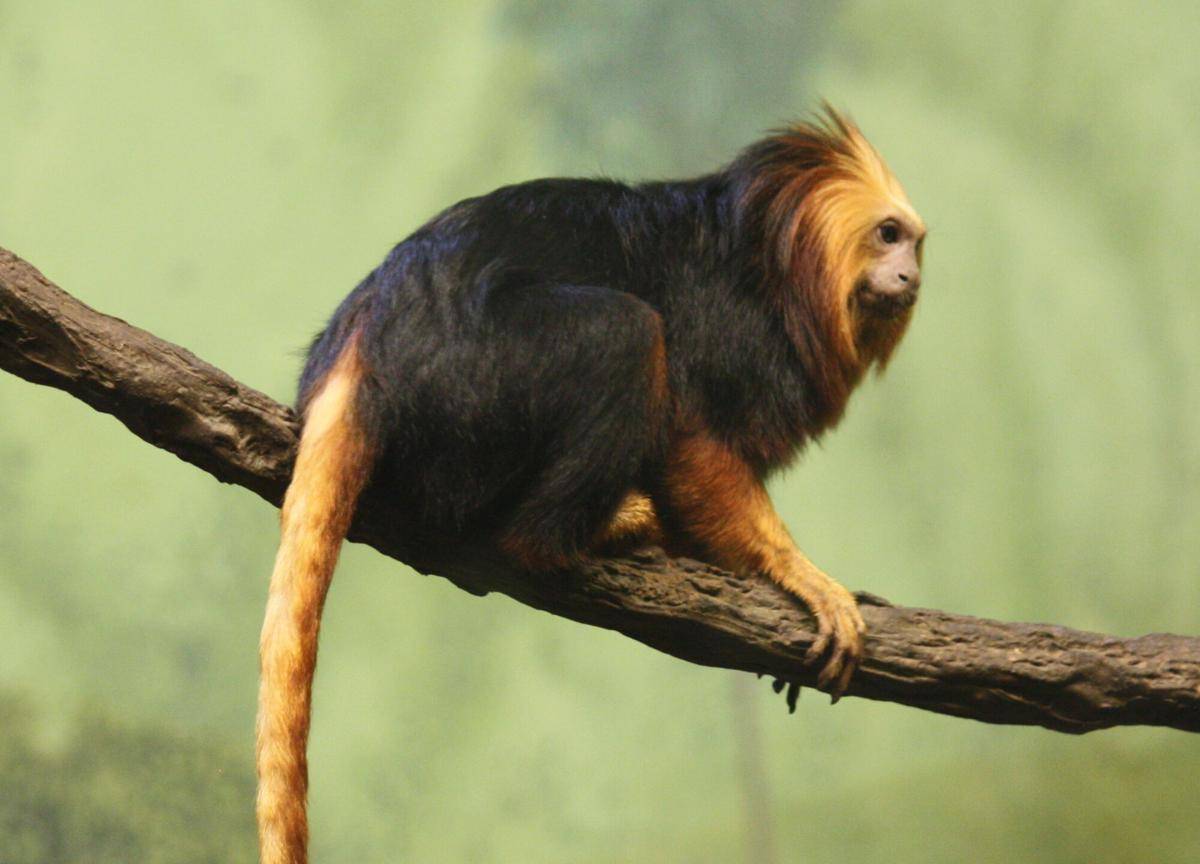 Golden-headed Lion Tamarin (commons.m.wikimedia.org/Ltshears)