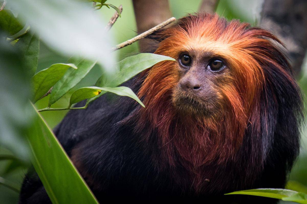 Golden-headed Lion Tamarin (commons.m.wikimedia.org/_paVan_)