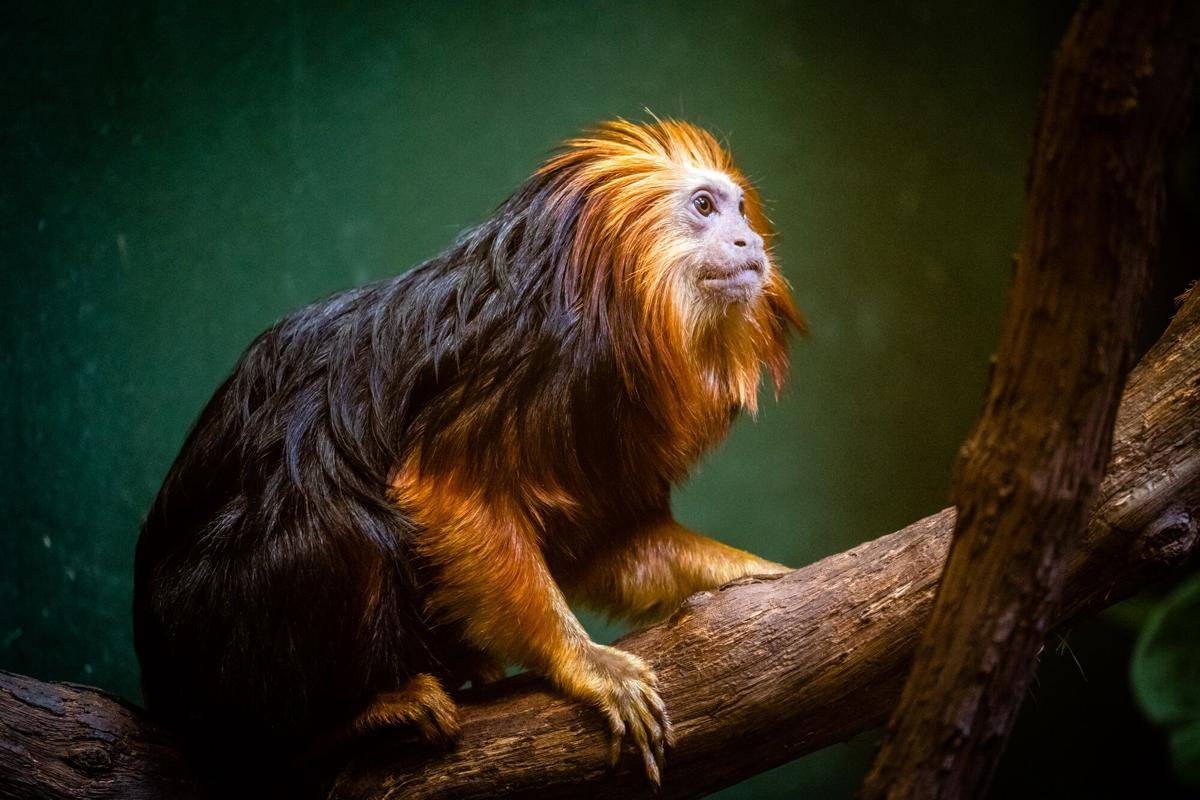 Golden-headed Lion Tamarin (commons.m.wikimedia.org/John Brighenti)