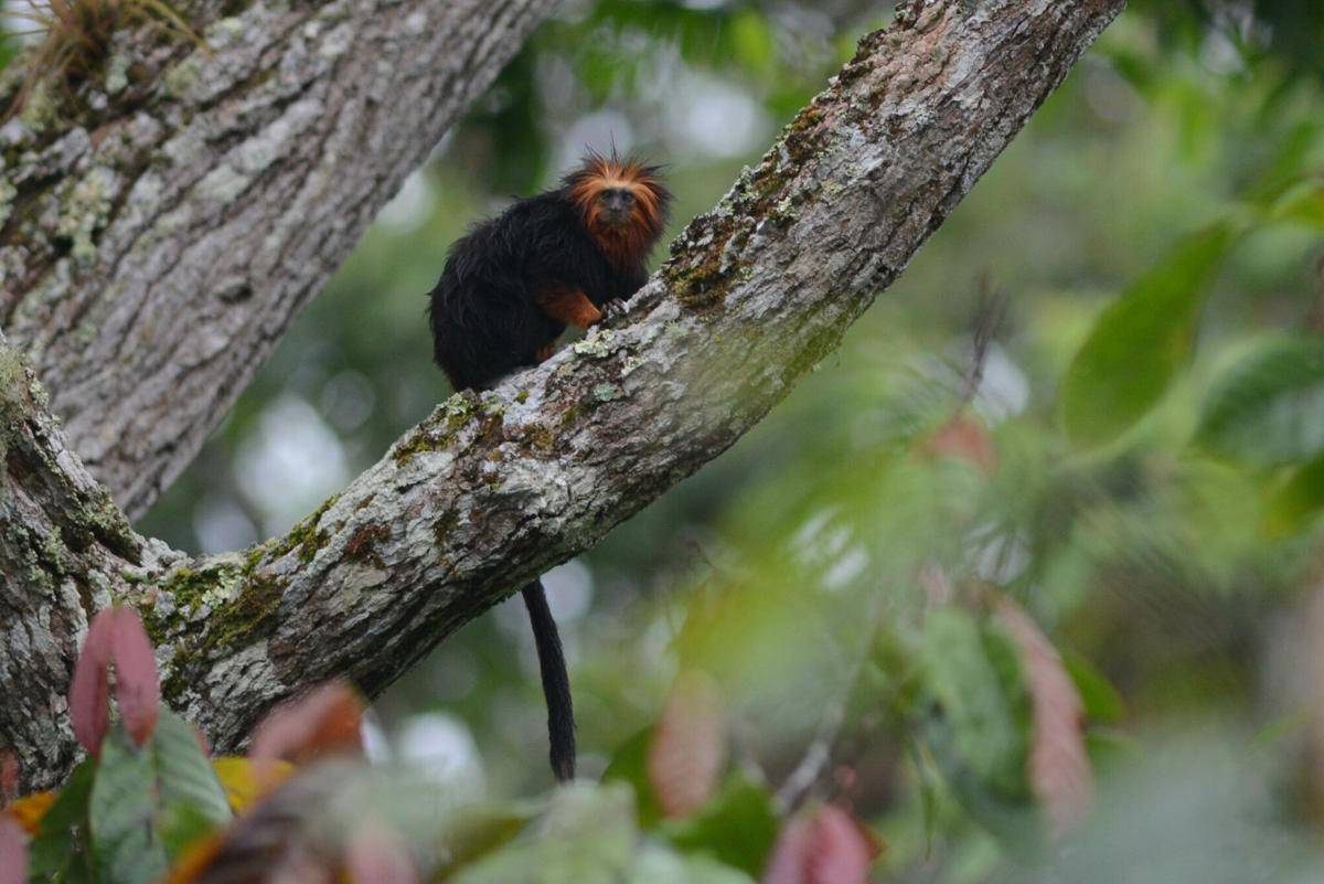 Golden-headed Lion Tamarin (commons.m.wikimedia.org/Ben P)
