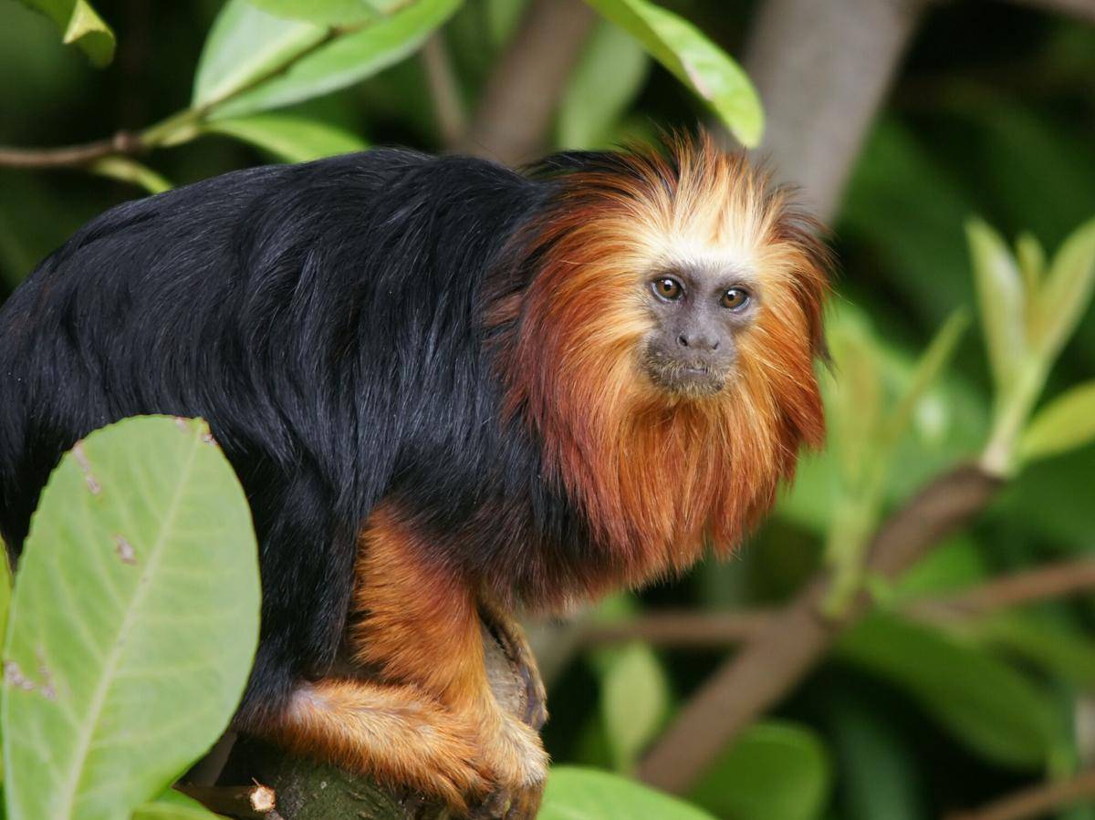 Golden-headed Lion Tamarin (commons.m.wikimedia.org/Hans Hillewaert)