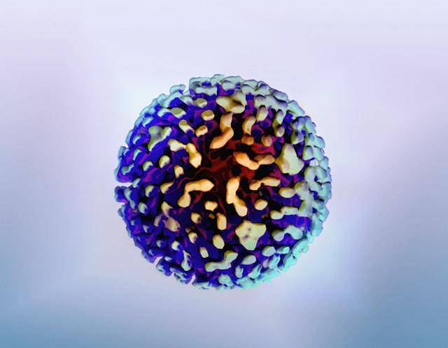 ilustrasi jenis virus hepatitis (unsplash.com/National Institute of Allergy and Infectious Diseases)