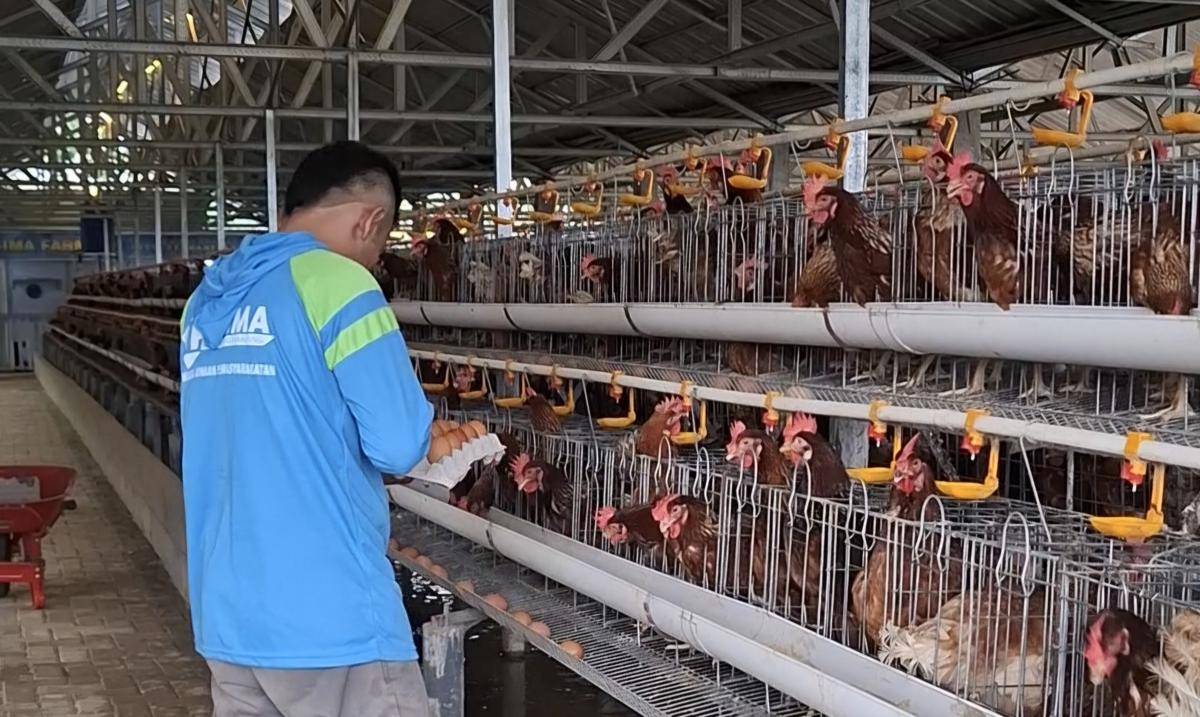 Napi yang dipekerjakan di SAE L'Sima Malang. (IDN Times/Rizal Adhi Pratama)