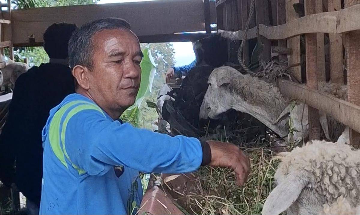 Napi yang dipekerjakan di SAE L'Sima Malang. (IDN Times/Rizal Adhi Pratama)