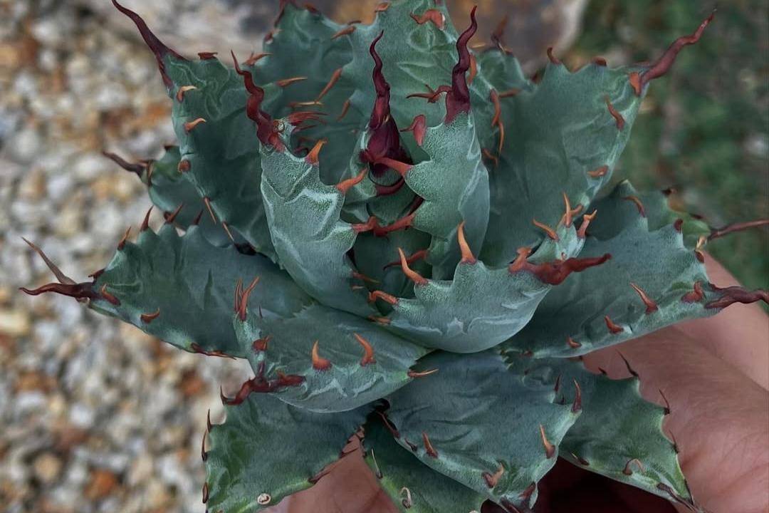 Agave (instagram.com/ms_kyoto_plants)