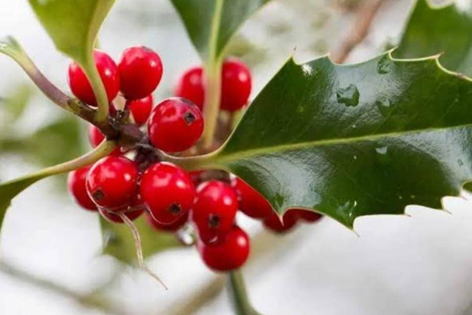 Holly (nativetreesfromseed)