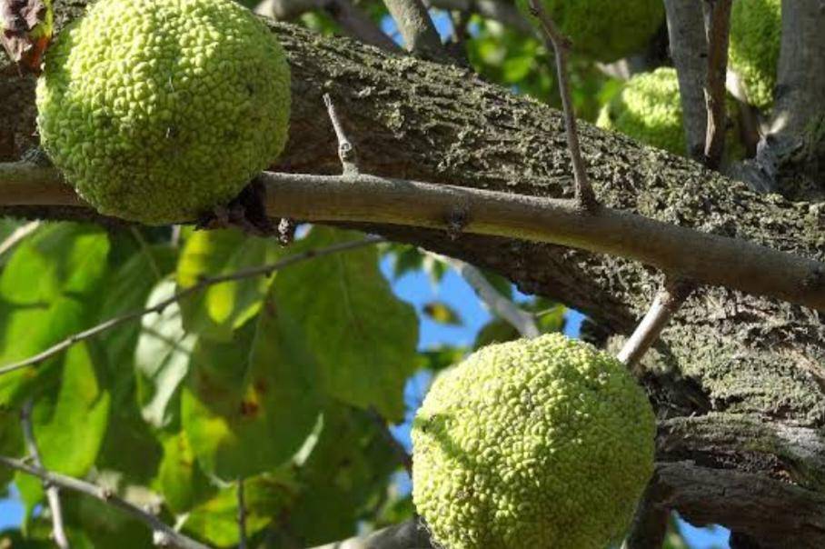 Osage Orange (U.S. National Park Service)