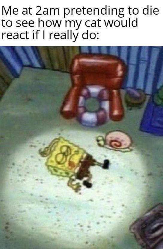 meme SpongeBob tentang kucing (reddit.com/user/dischead20)