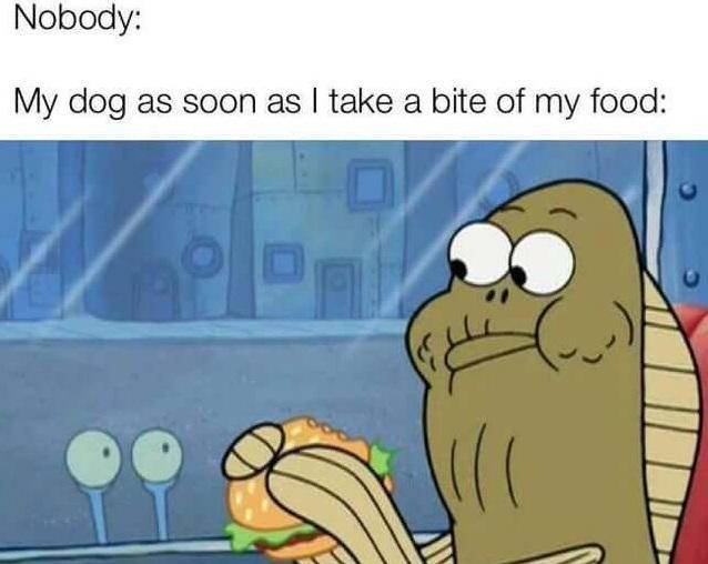 meme SpongeBob tentang anjing peliharaan (reddit.com/user/joesoldlegs)