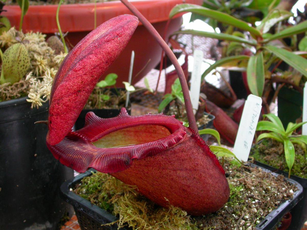 kantong semar Nepenthes rajah (commons.wikimedia.org/JeremiahsCPs)