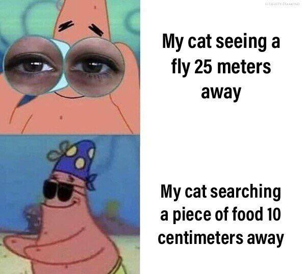 meme SpongeBob tentang kucing (reddit.com/user/Lighty-Diamond)