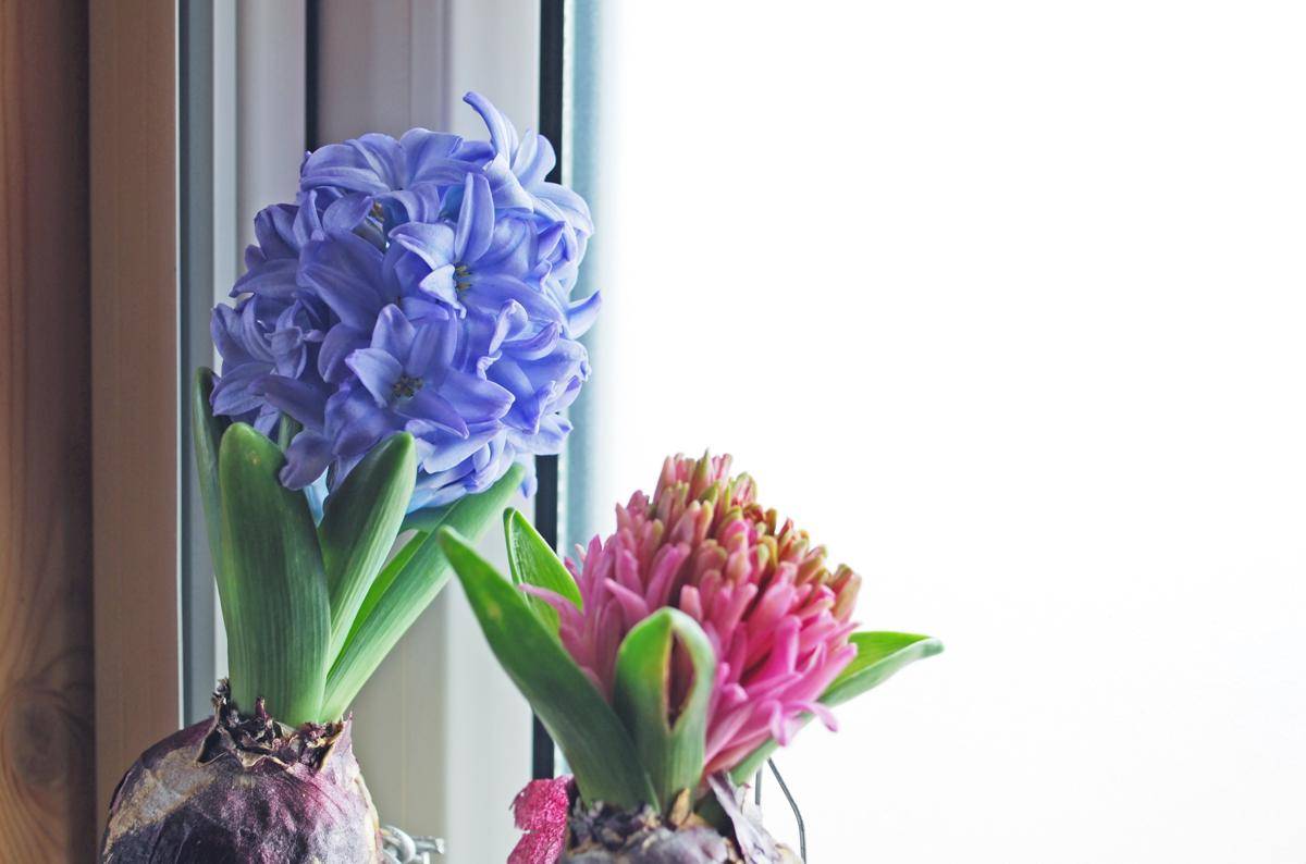 ilustrasi hyacinths biru dan pink (photo-ac.com/imonosuke)