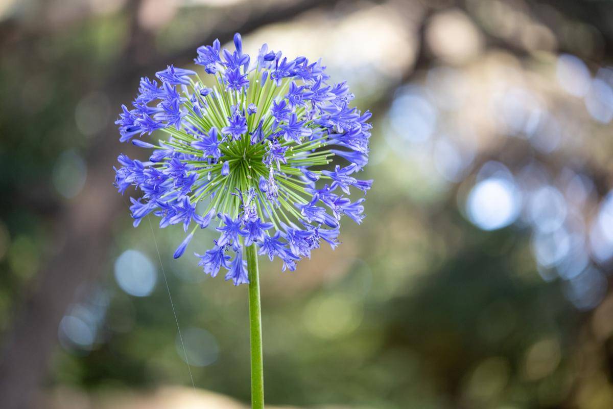 ilustrasi agapanthus (photo-ac.com/yukoym)