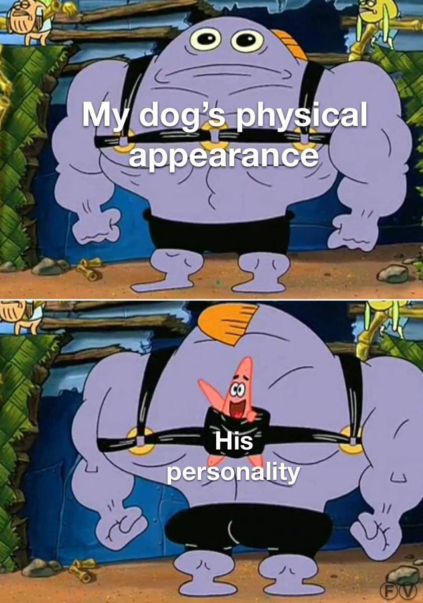 meme SpongeBob tentang anjing peliharaan (reddit.com/r/BikiniBottomTwitter)