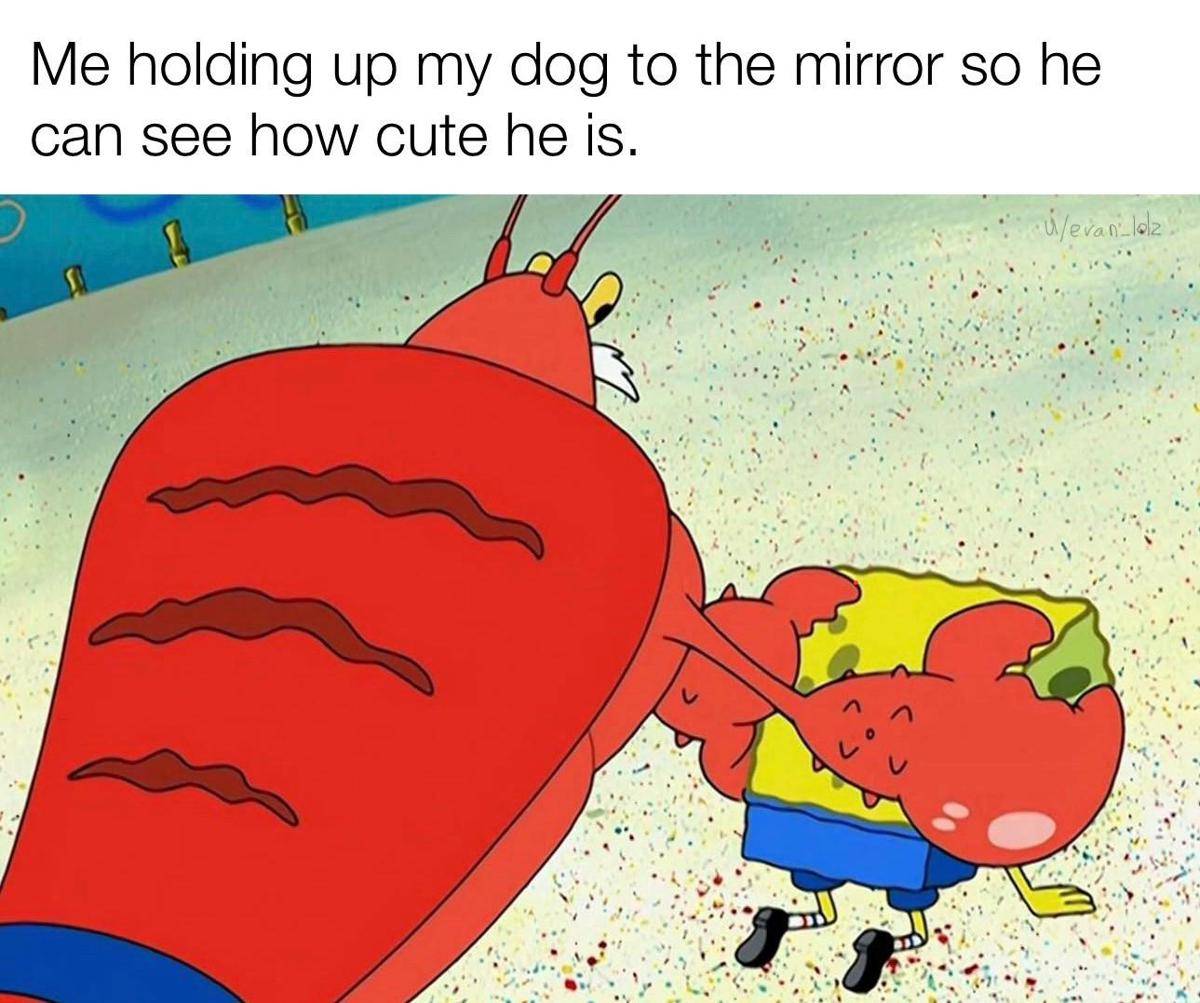 meme SpongeBob tentang anjing peliharaan (reddit.com/user/evan_lolz)