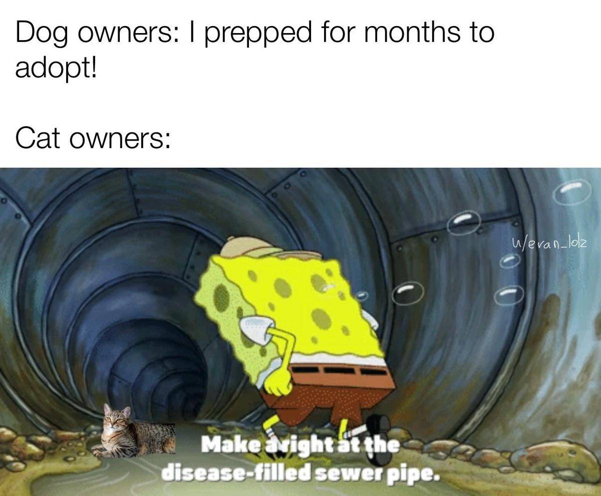 meme SpongeBob tentang kucing (reddit.com/user/evan_lolz)