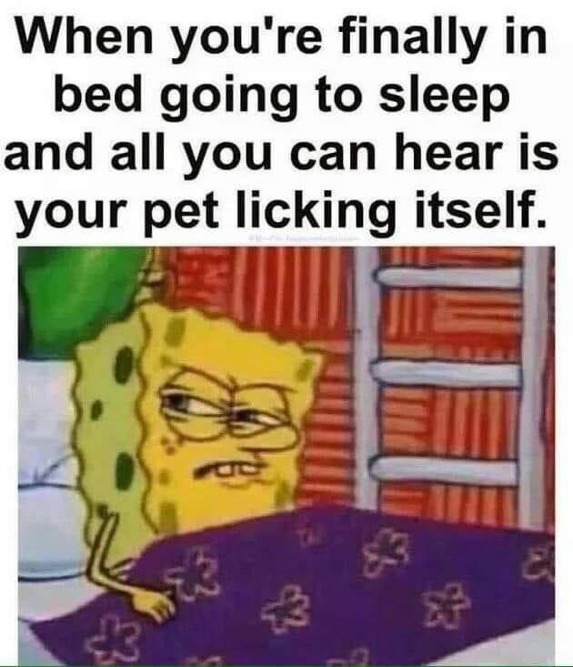 meme SpongeBob tentang kucing (reddit.com/user/IndigoContinuum)