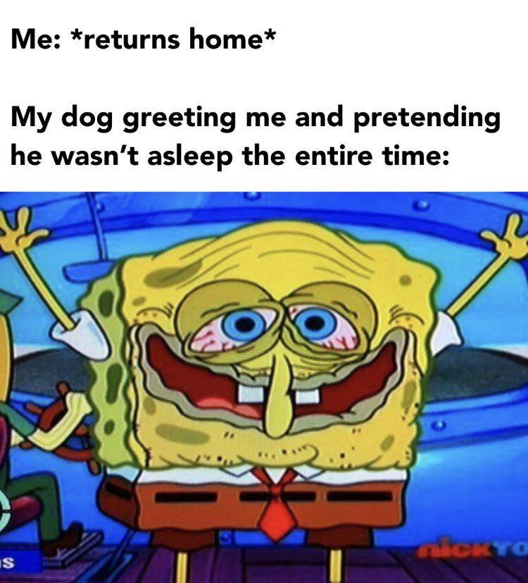 meme SpongeBob tentang anjing peliharaan (reddit.com/r/BikiniBottomTwitter)