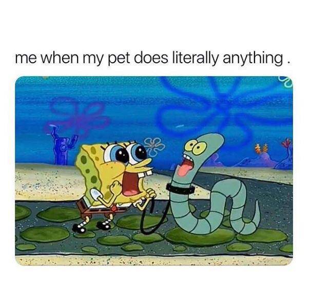 meme SpongeBob tentang kucing (reddit.com/user/mansplosion)