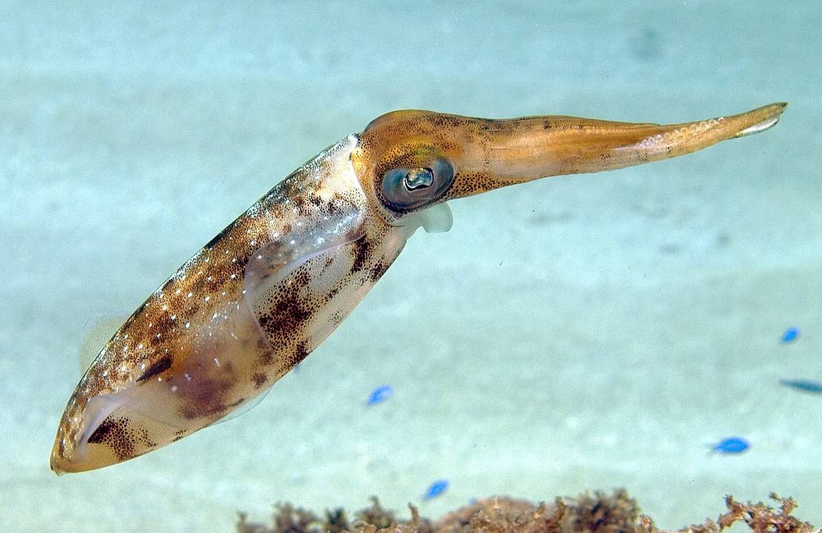 cumi-cumi (commons.wikimedia.org/Nick Hobgood)