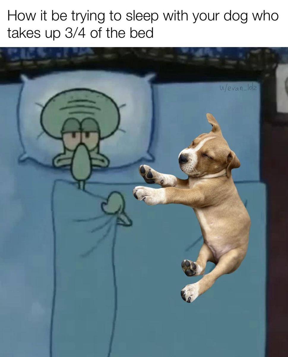 meme SpongeBob tentang anjing peliharaan (reddit.com/user/evan_lolz)