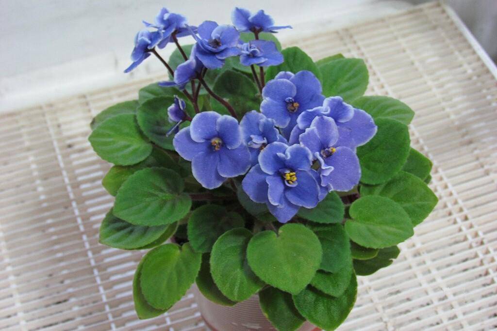 ilustrasi African violet (commons.wikimedia.org/Vladimir2366fa)