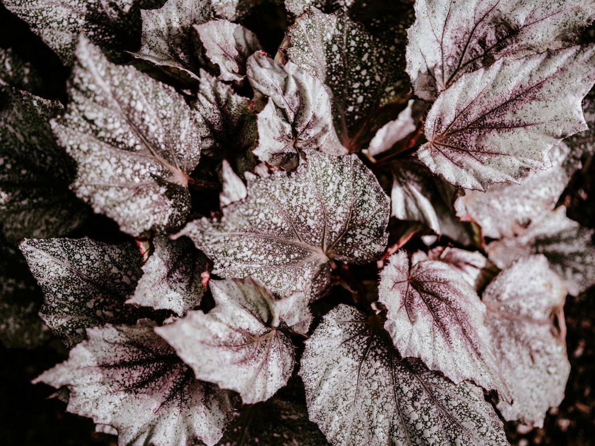 ilustrasi tanaman begonia rex (unsplash.com/Annie Spratt)