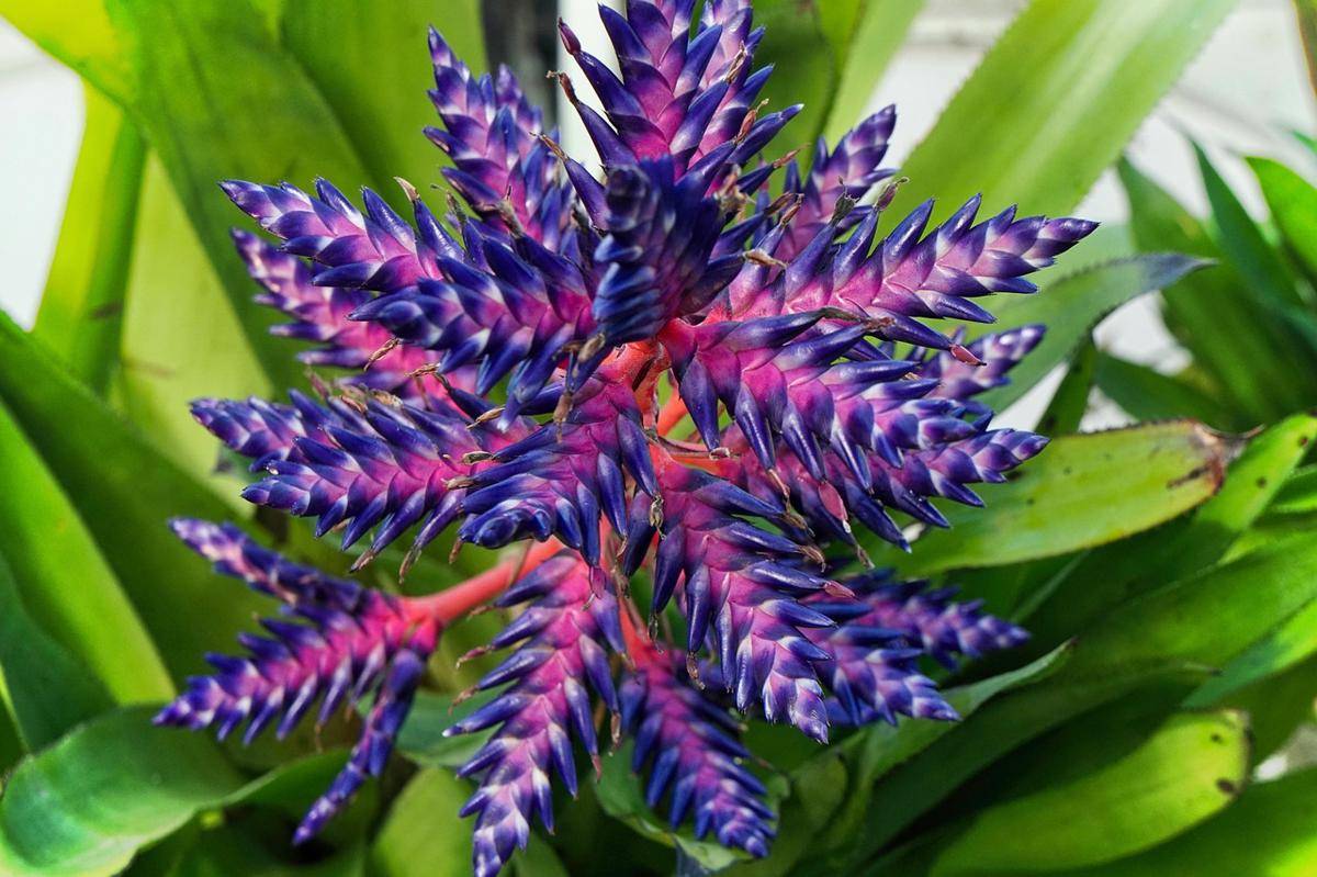 ilustrasi bromeliad 'blue tango' (pixabay.com/daledbet)