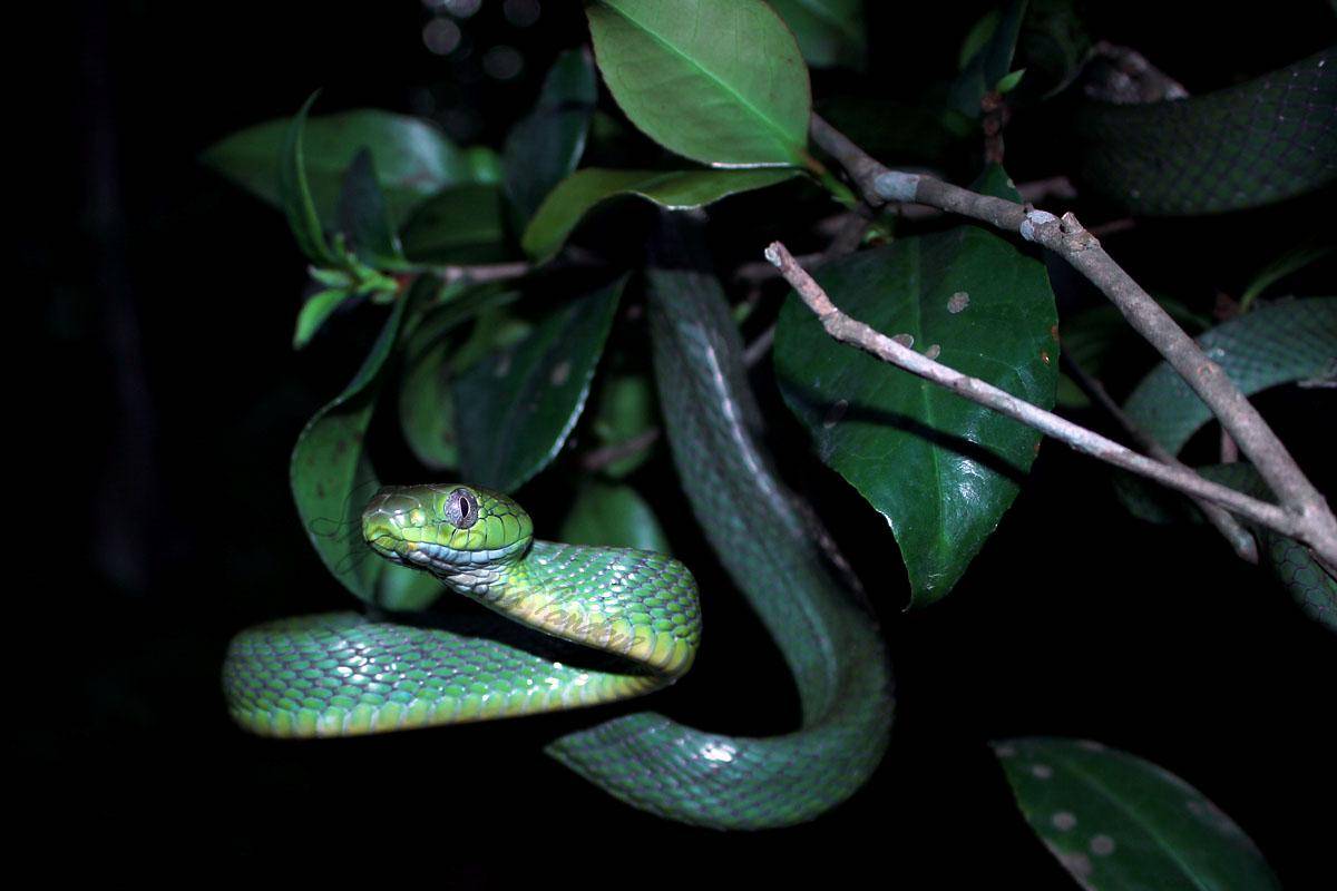ular kucing hijau (Boiga cyanea) (commons.wikimedia.org/Sp.herp)