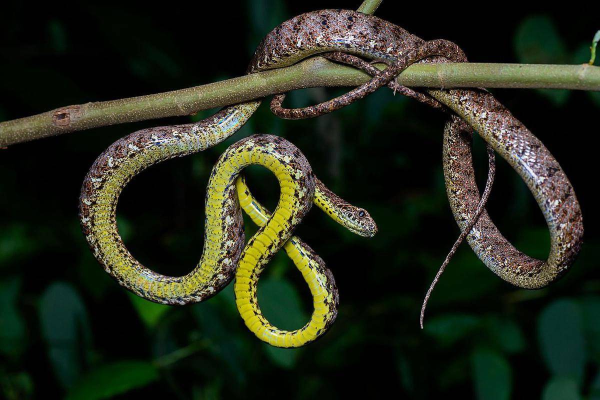 ular kucing Jasper (Boiga jaspidea) (commons.wikimedia.org/Rushenb)