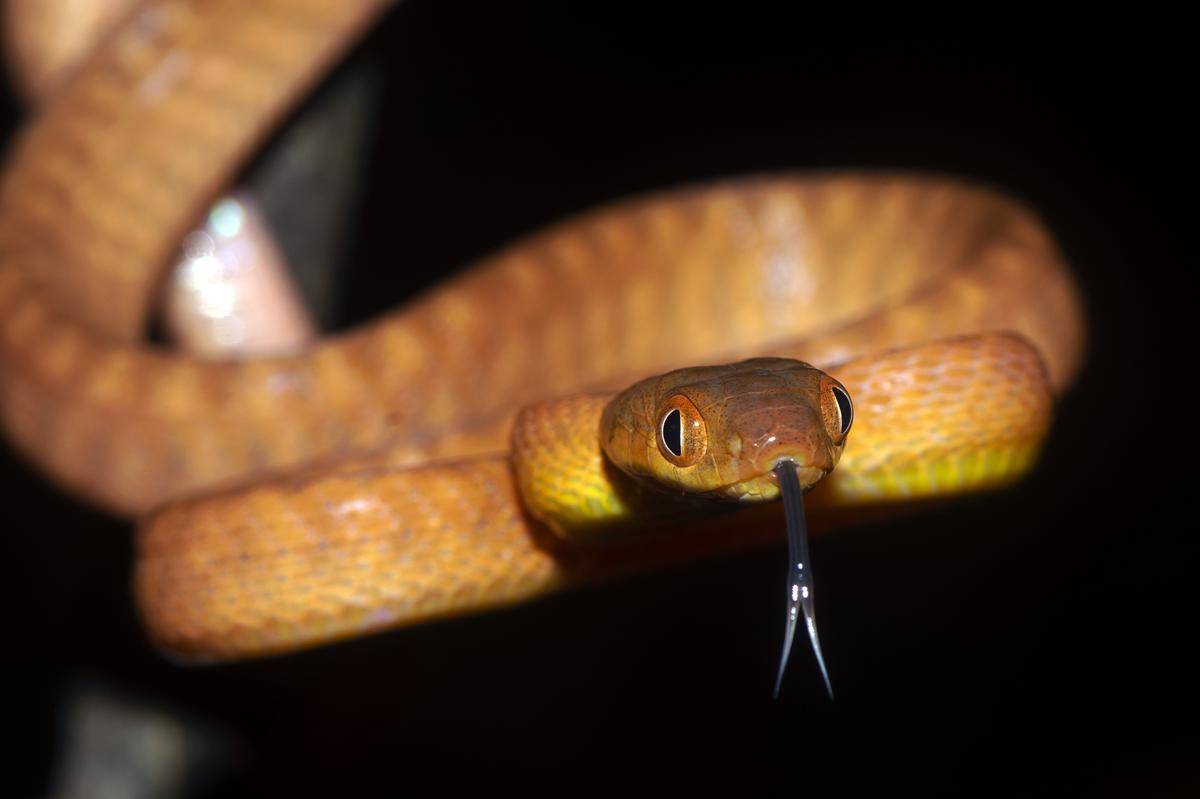 ular kucing merah (Boiga nigriceps) (commons.wikimedia.org/Fajar Kaprawi)