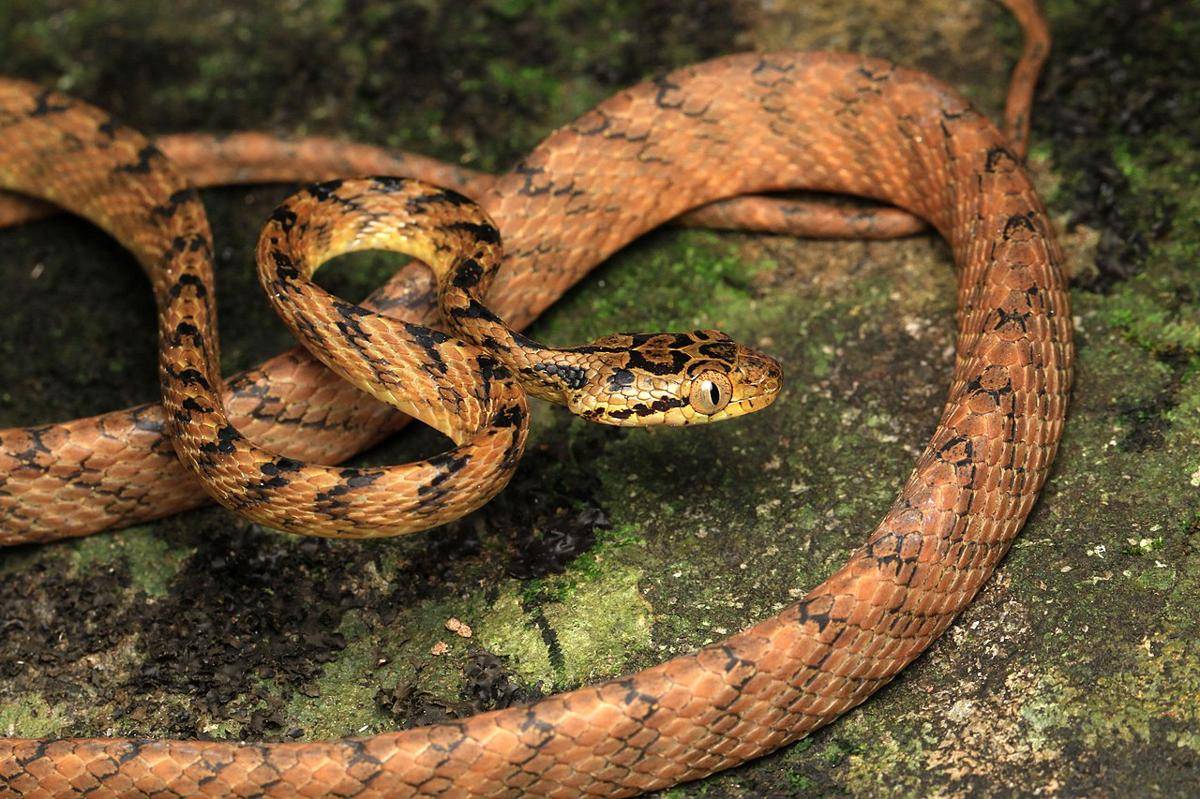 ular kucing Thackeray (Boiga thackerayi) (commons.wikimedia.org/Davidvraju)