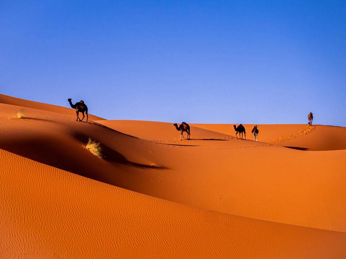 Gurun Sahara (unsplash.com/Carlos Leret)