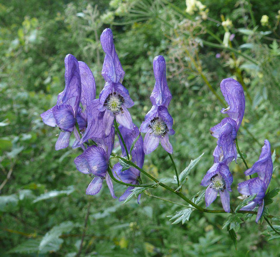 Aconitum (commons.wikimedia.org/Bernd Haynold)