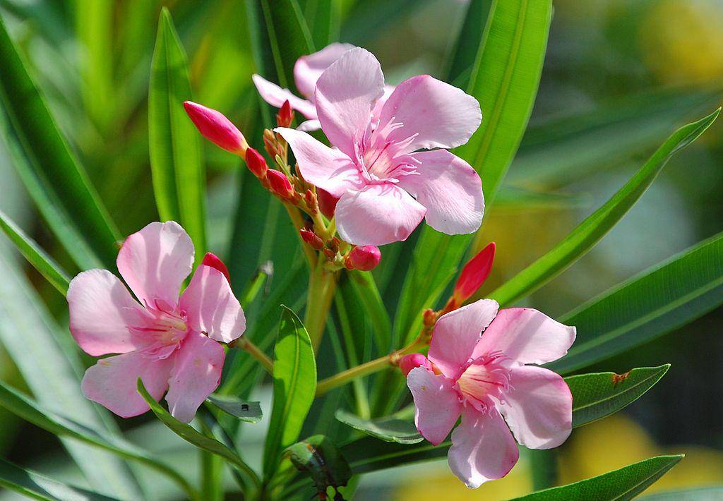 Nerium oleander (commons.wikimedia.org/Challiyan)