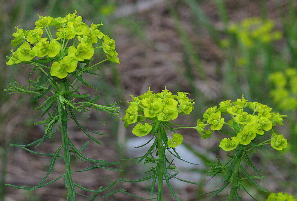Euphorbia (commons.wikimedia.org/Robert Flogaus-Faust)