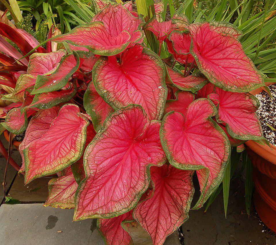 Caladium. (commons.wikimedia.org/Derek Ramsey)