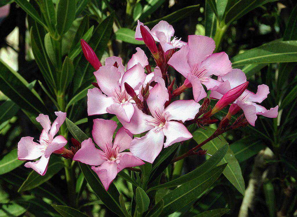 Nerium oleander (commons.wikimedia.org/Alvesgaspar)