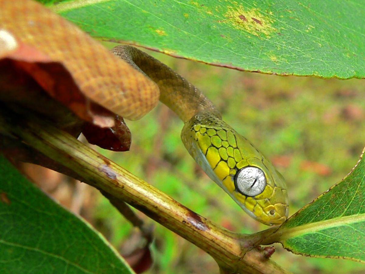 ular kucing hijau (Boiga cyanea) (commons.wikimedia.org/Bernard DUPONT)