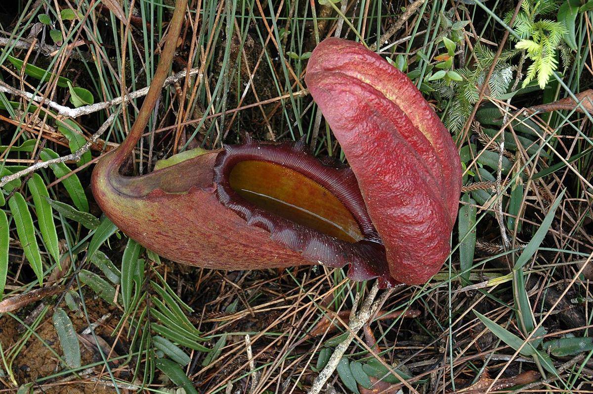 kantong semar Nepenthes rajah (commons.wikimedia.org/JeremiahsCPs)