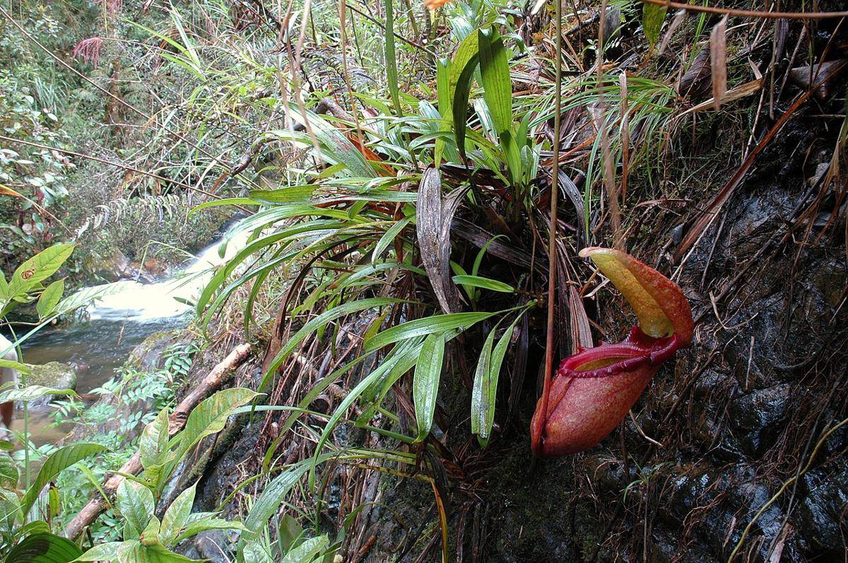kantong semar Nepenthes rajah (commons.wikimedia.org/JeremiahsCPs)