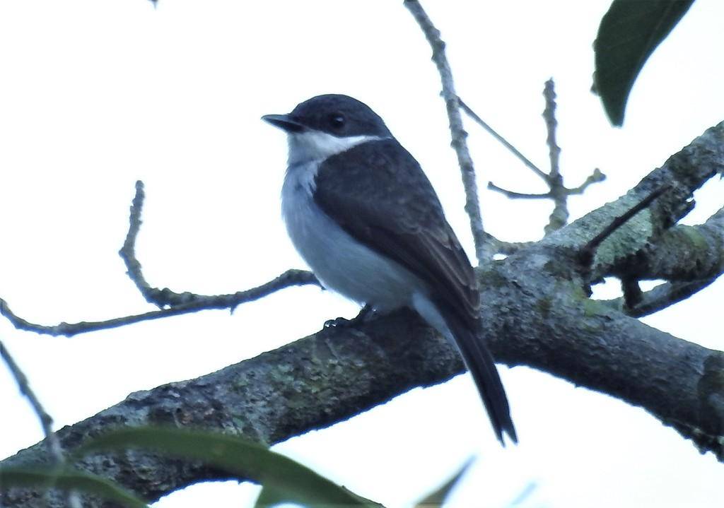 ilustrasi burung jingjing batu (inaturalist.org/Pramana Yuda)