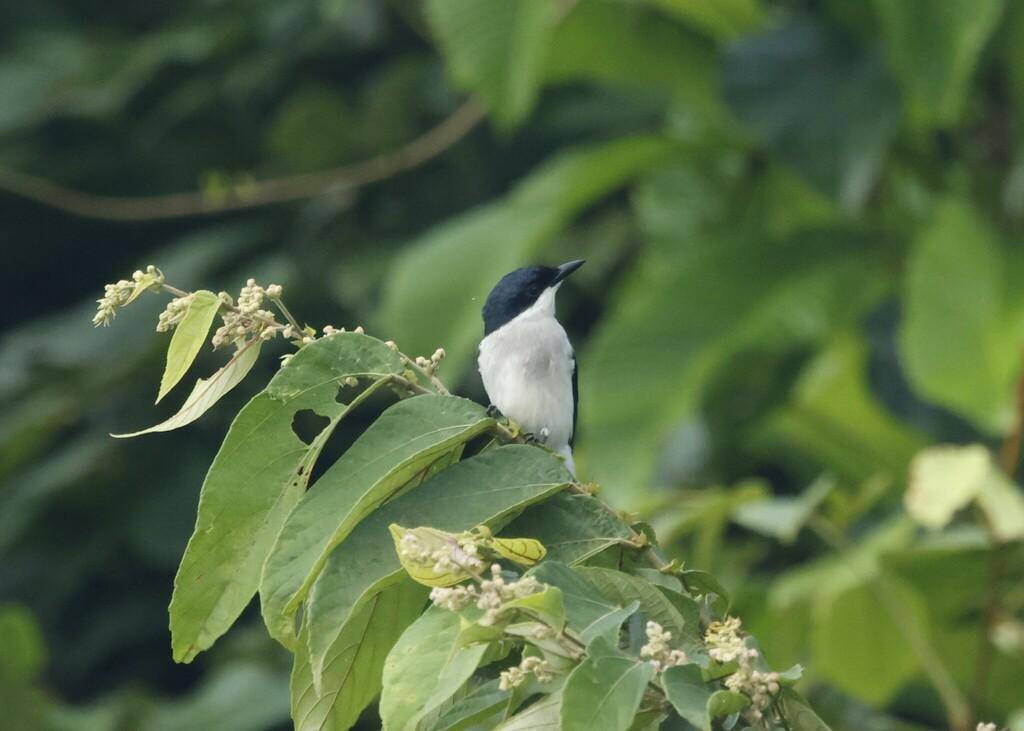 ilustrasi burung jingjing batu (inaturalist.org/Don Wellmann)