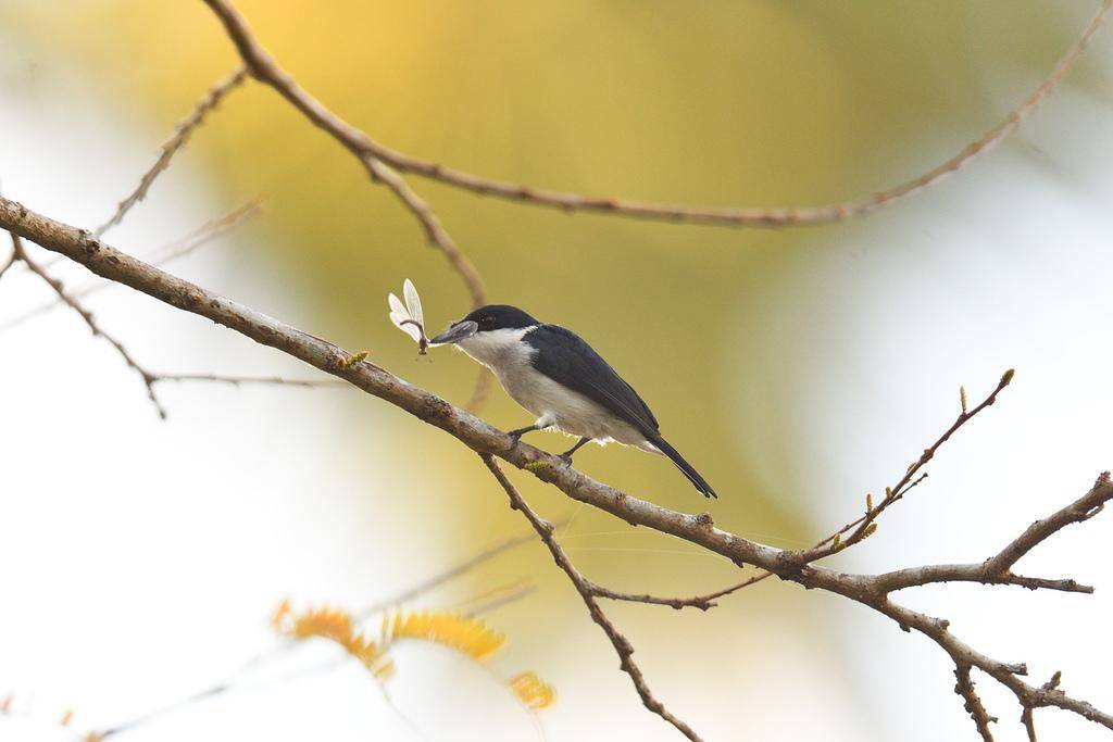 ilustrasi burung jingjing batu (inaturalist.org/terence zahner)