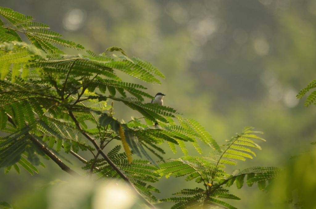 ilustrasi burung jingjing batu (inaturalist.org/Dewa Nugrahasuci)